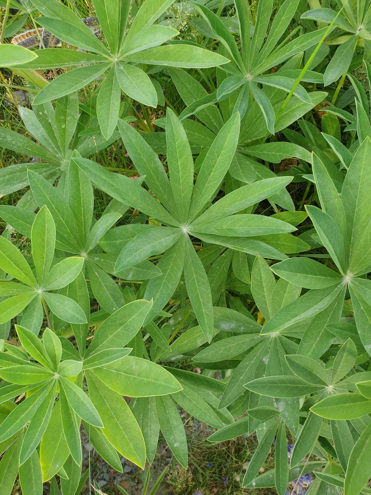 Lupinus polyphyllus