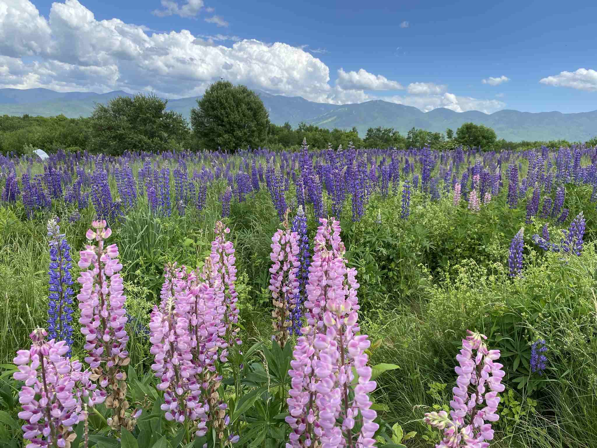 Lupinus polyphyllus