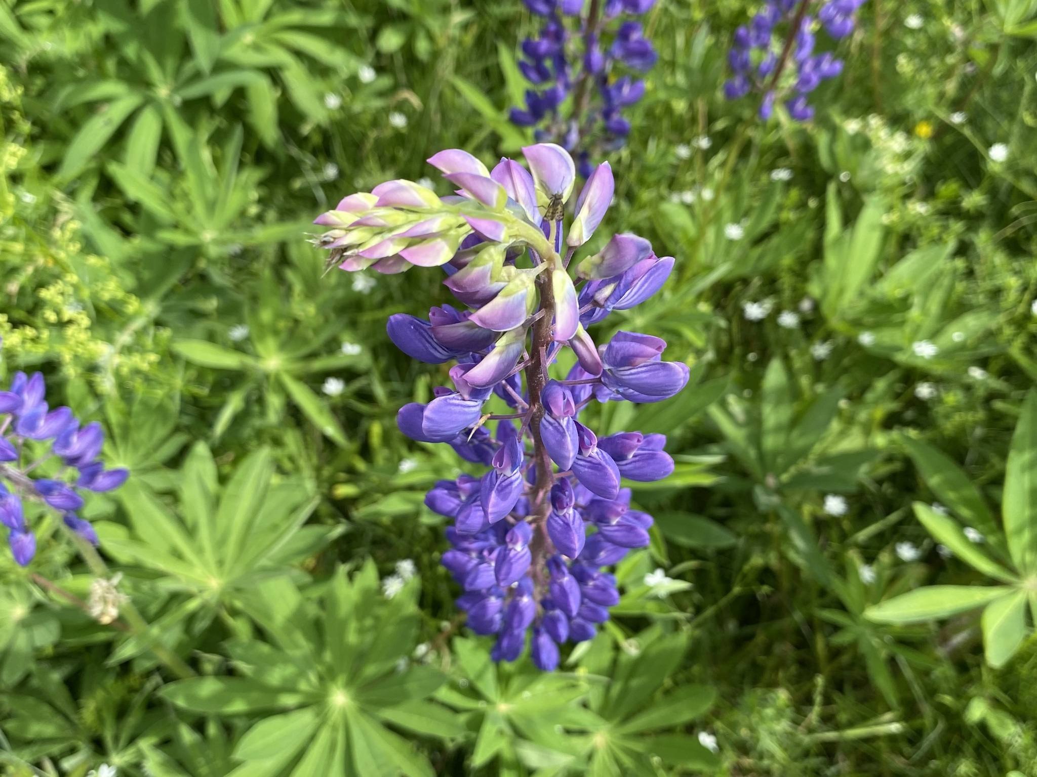 Lupinus polyphyllus