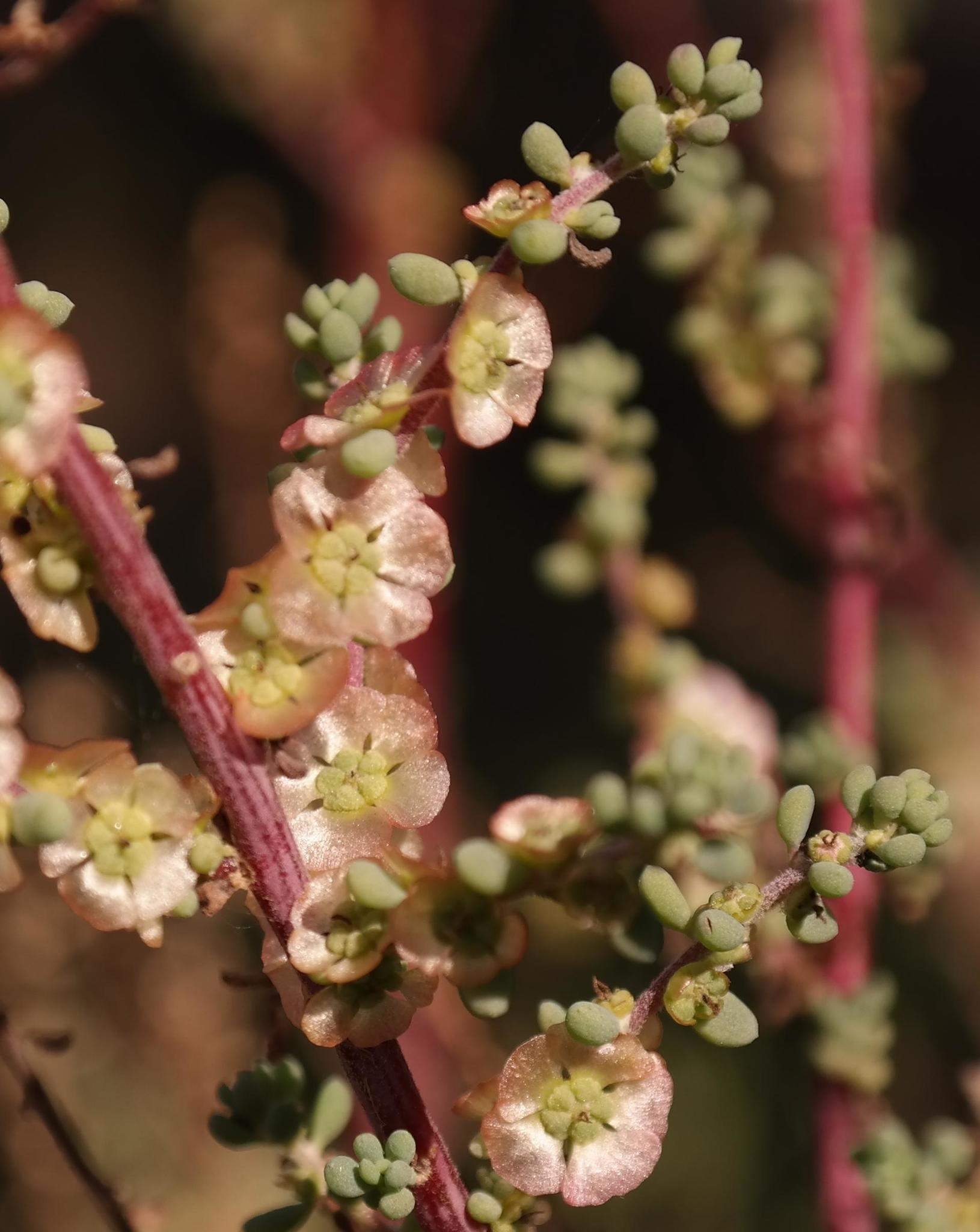 Maireana brevifolia