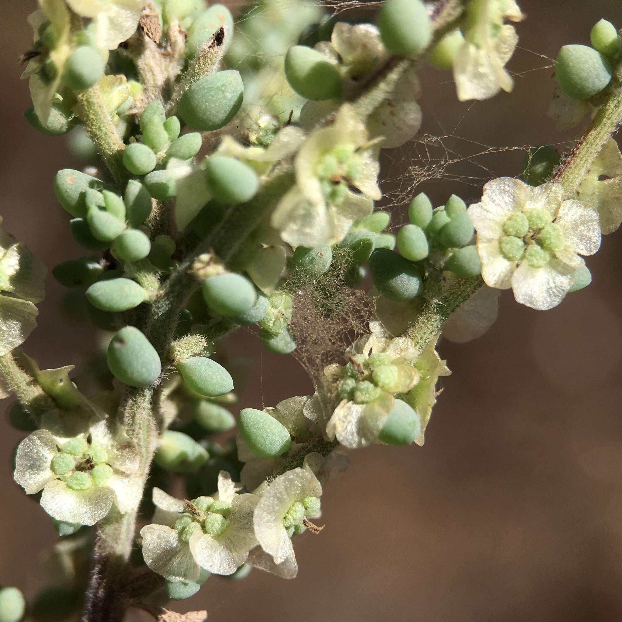 Maireana brevifolia