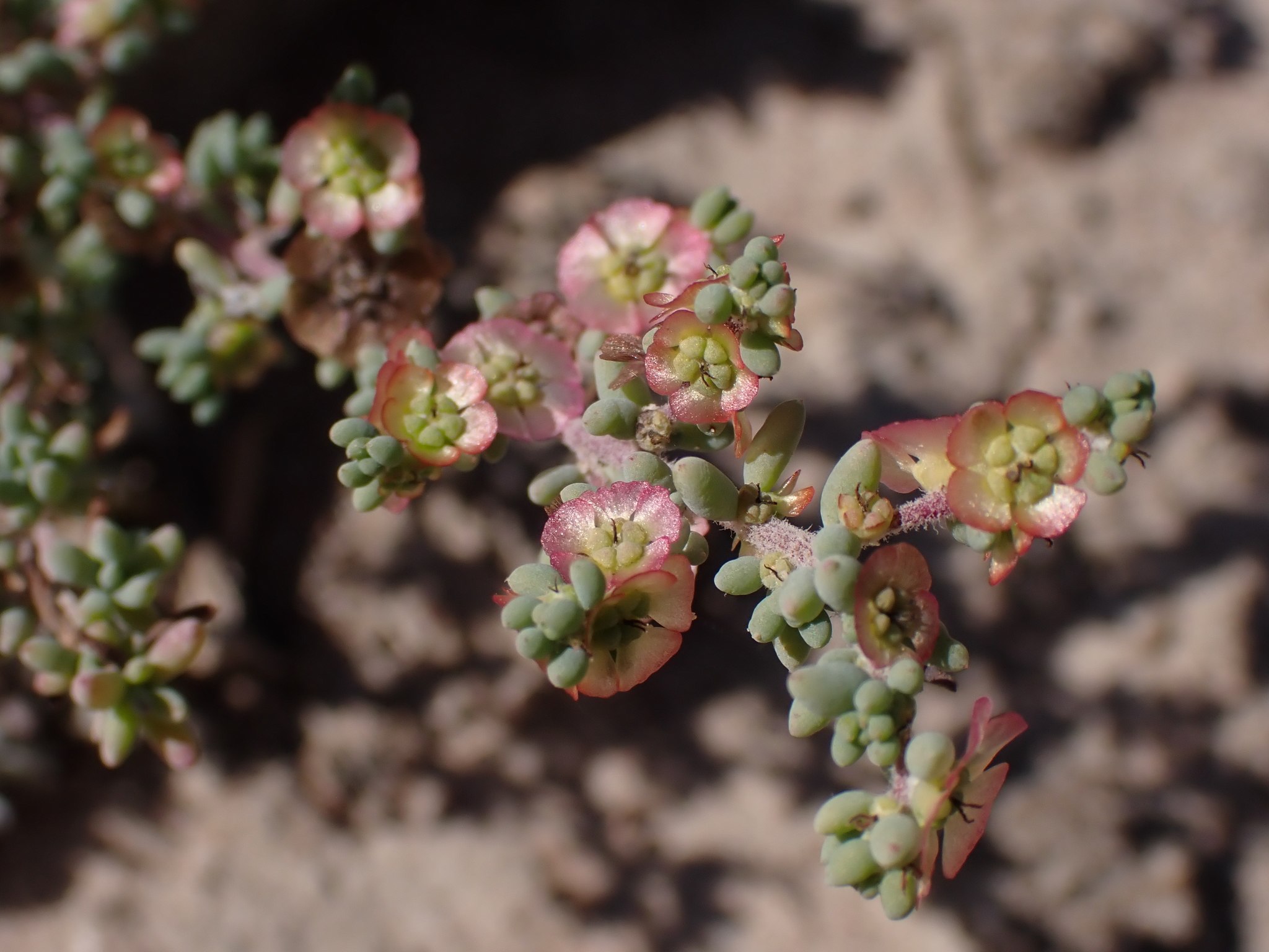 Maireana brevifolia