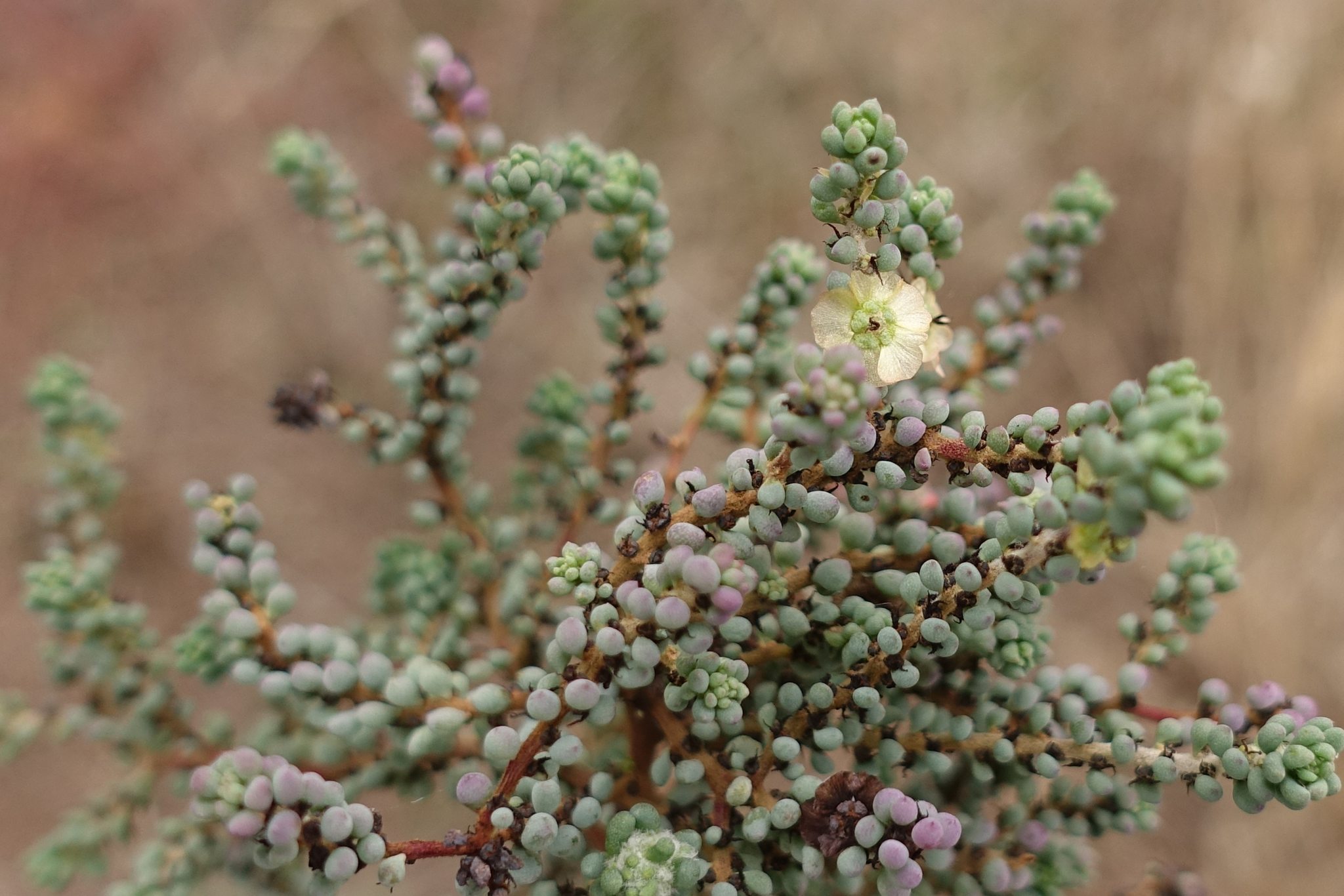 Maireana brevifolia