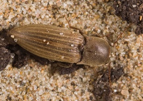 Agriotes lineatus
