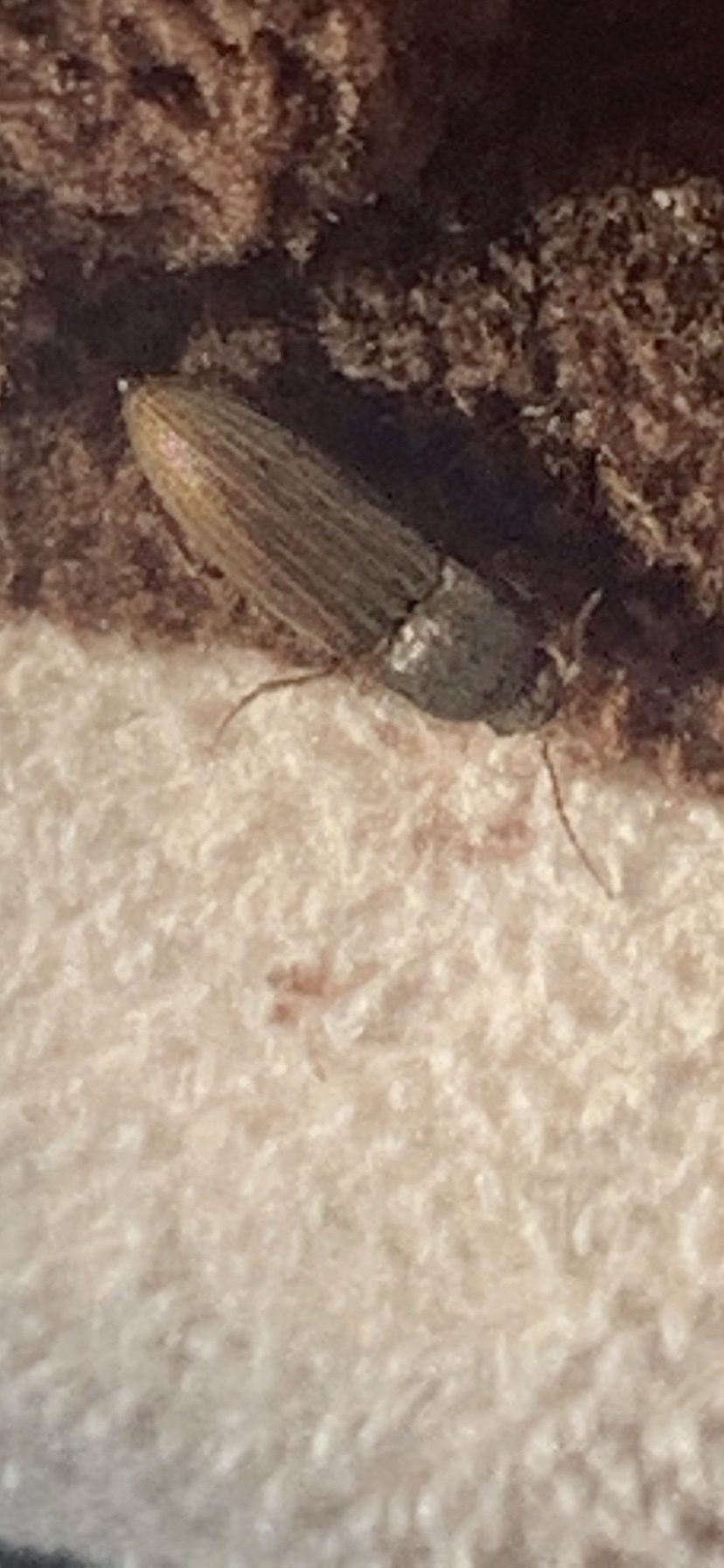 Agriotes lineatus