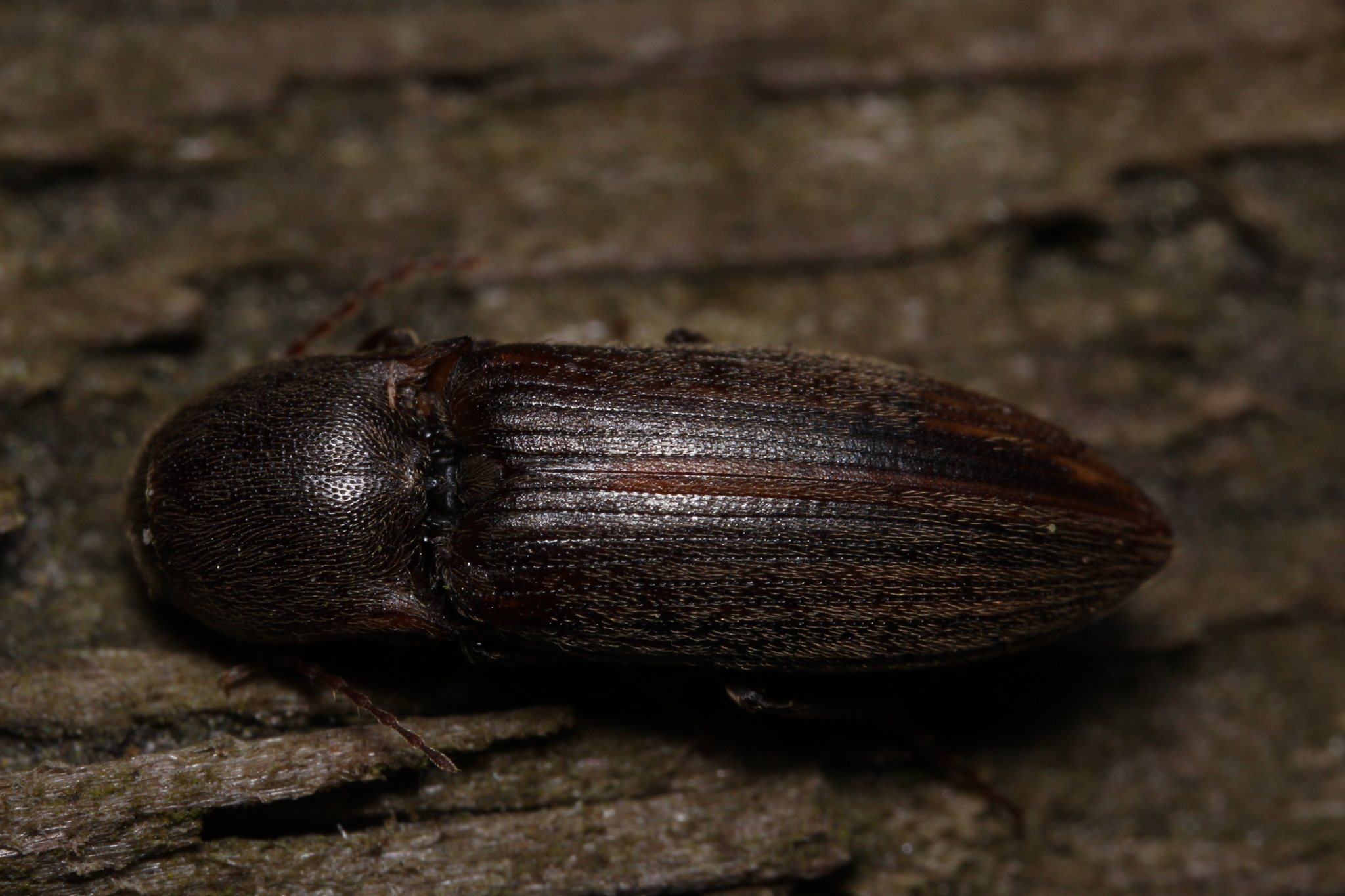 Agriotes lineatus