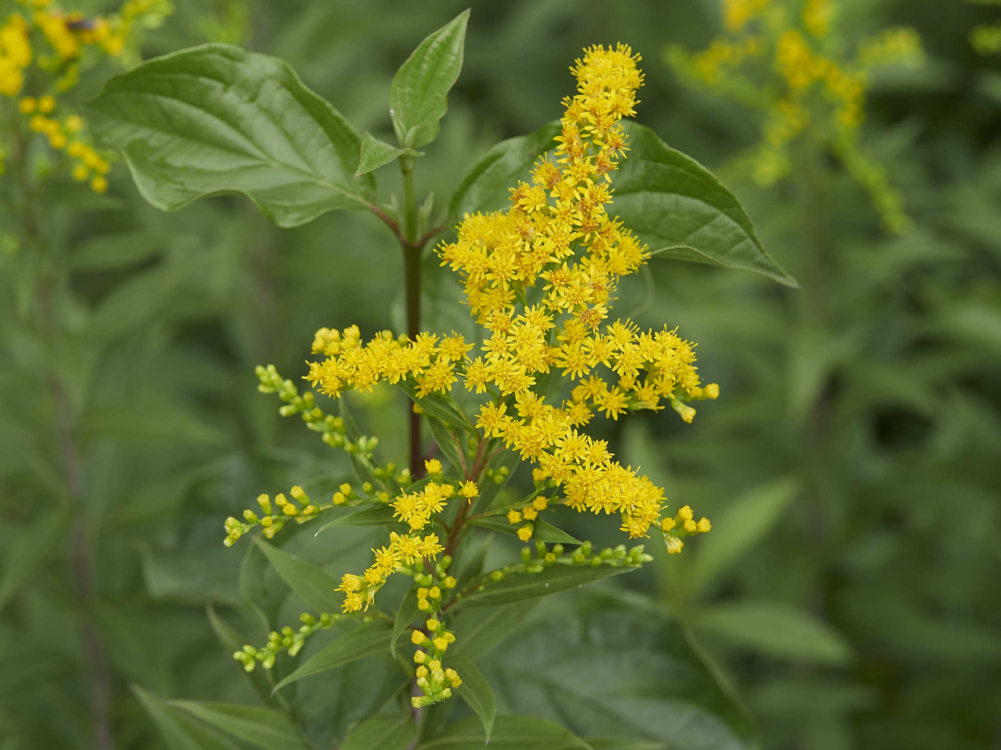 Solidago gigantea
