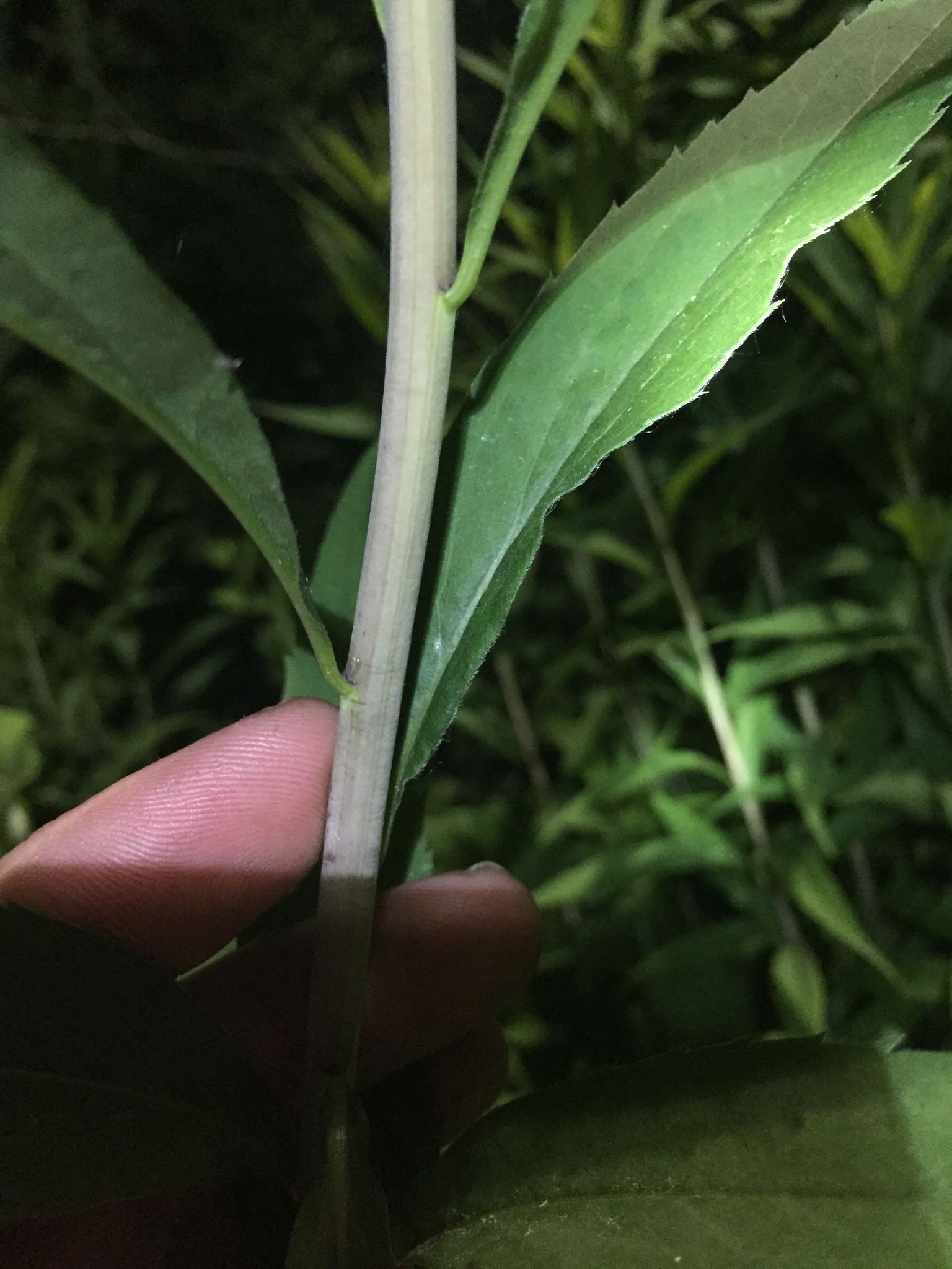 Solidago gigantea