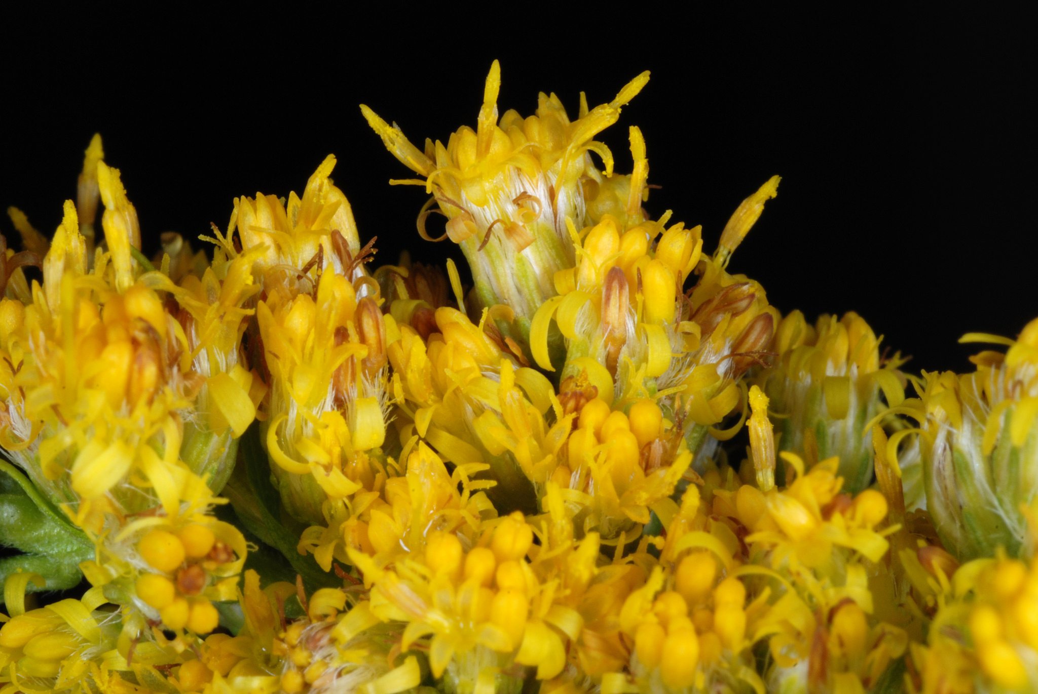 Solidago gigantea