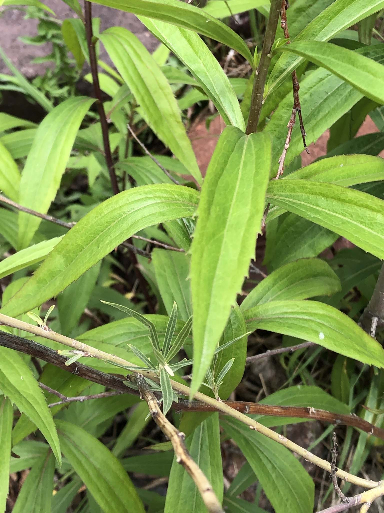 Solidago gigantea
