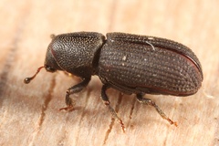 Hylastes opacus