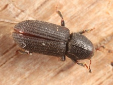 Hylastes opacus