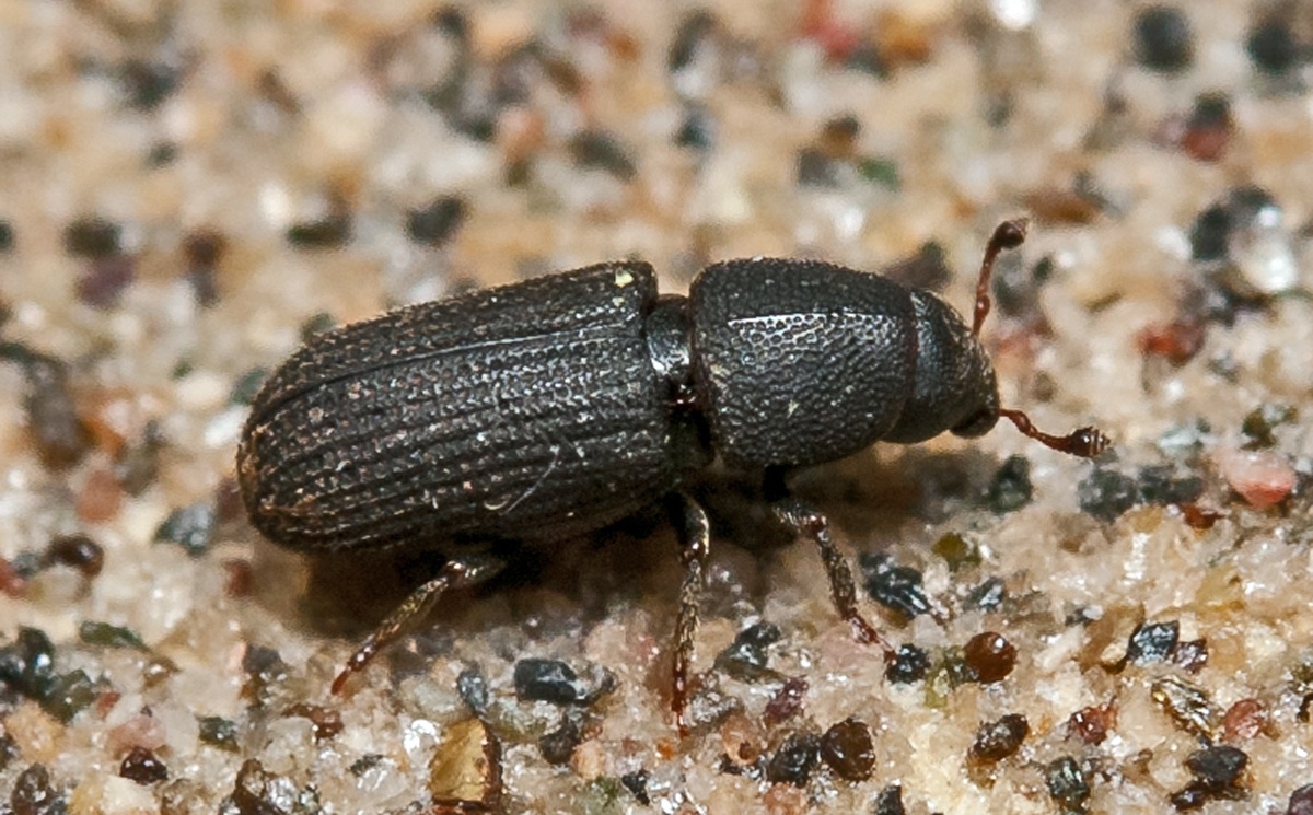 Hylastes opacus