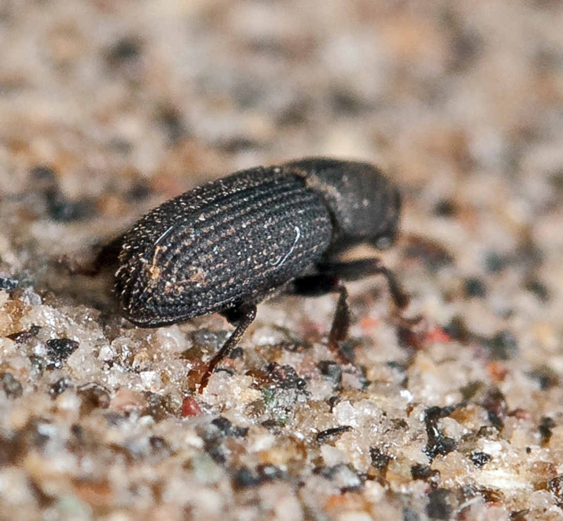 Hylastes opacus