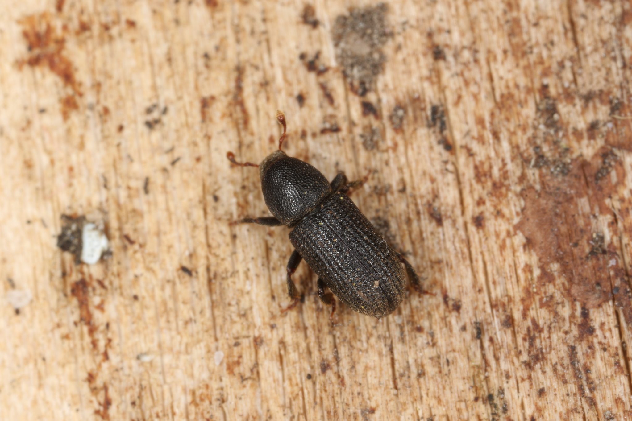 Hylastes opacus