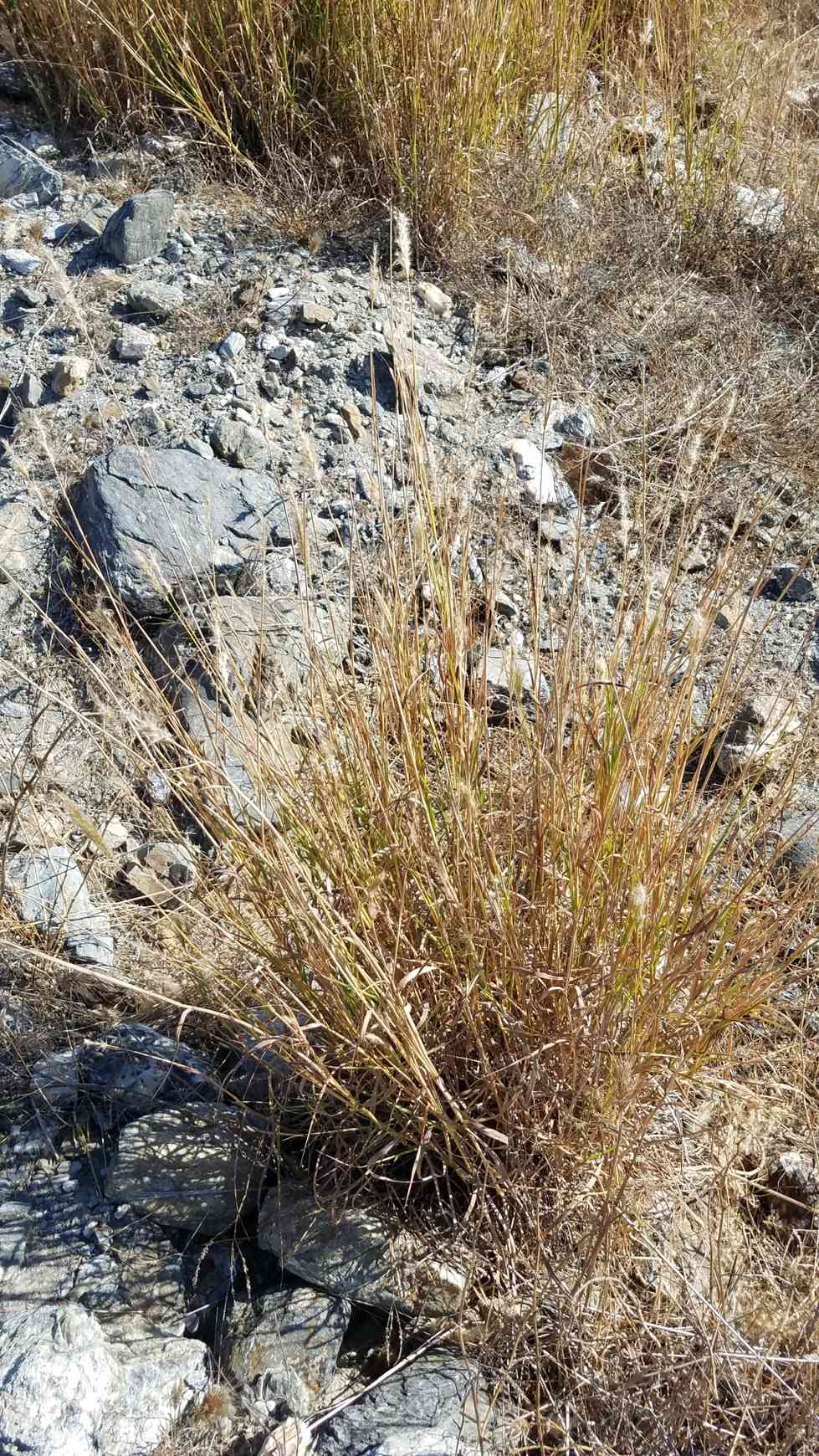 Bothriochloa barbinodis
