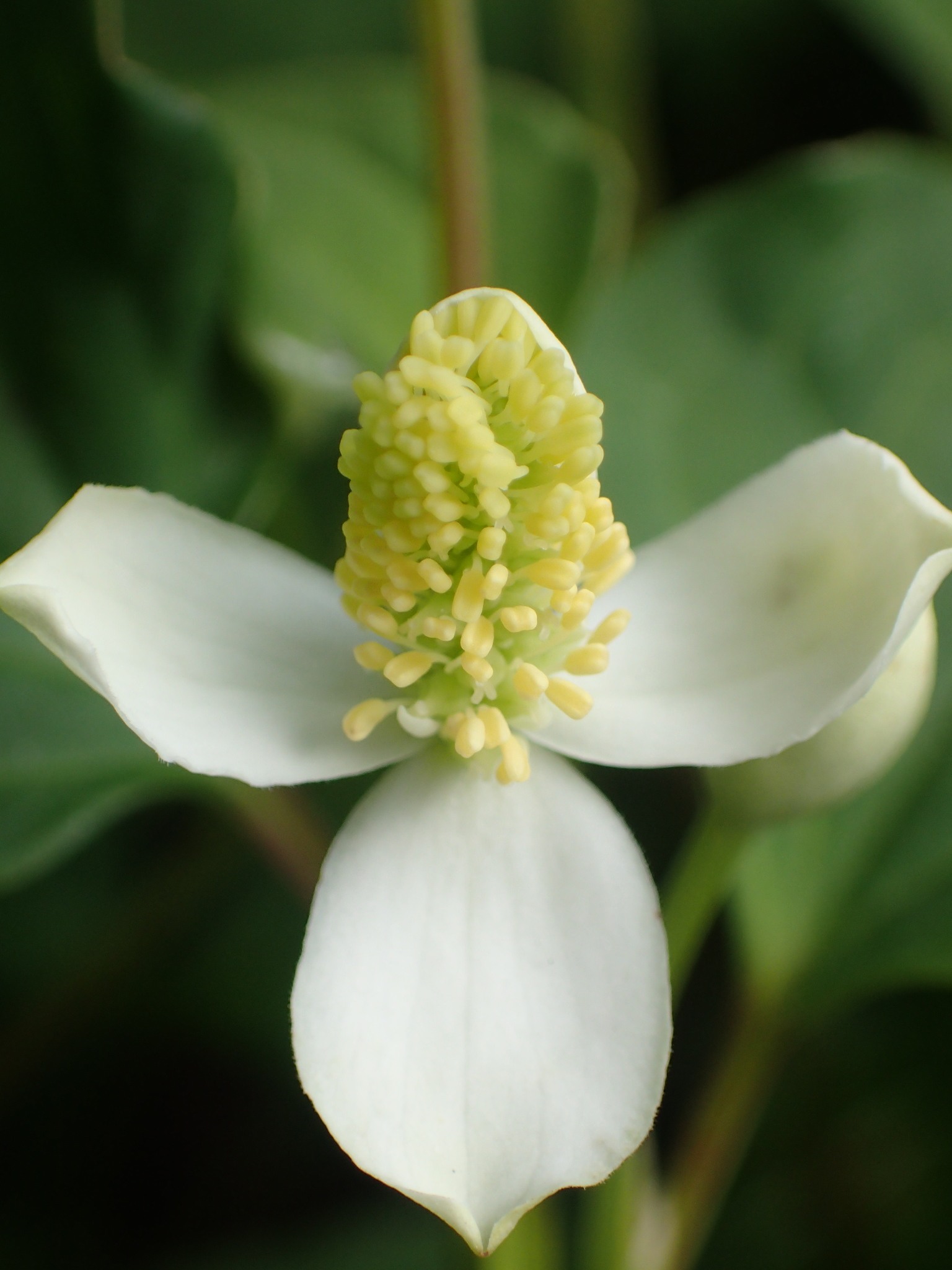 Houttuynia cordata