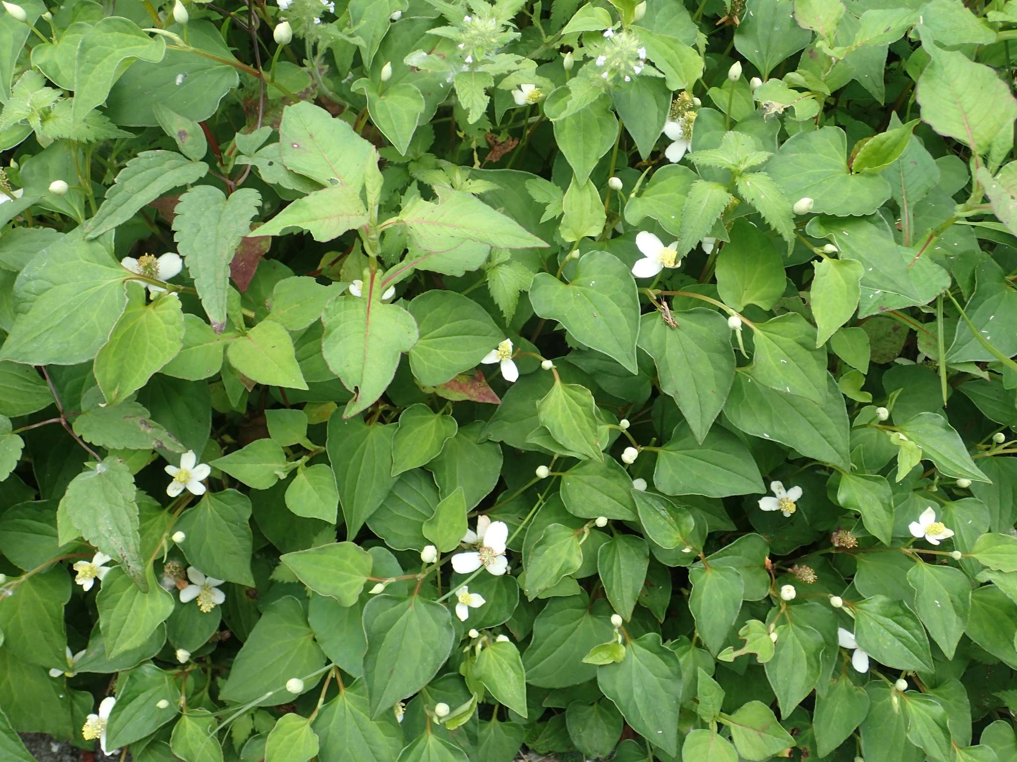 Houttuynia cordata