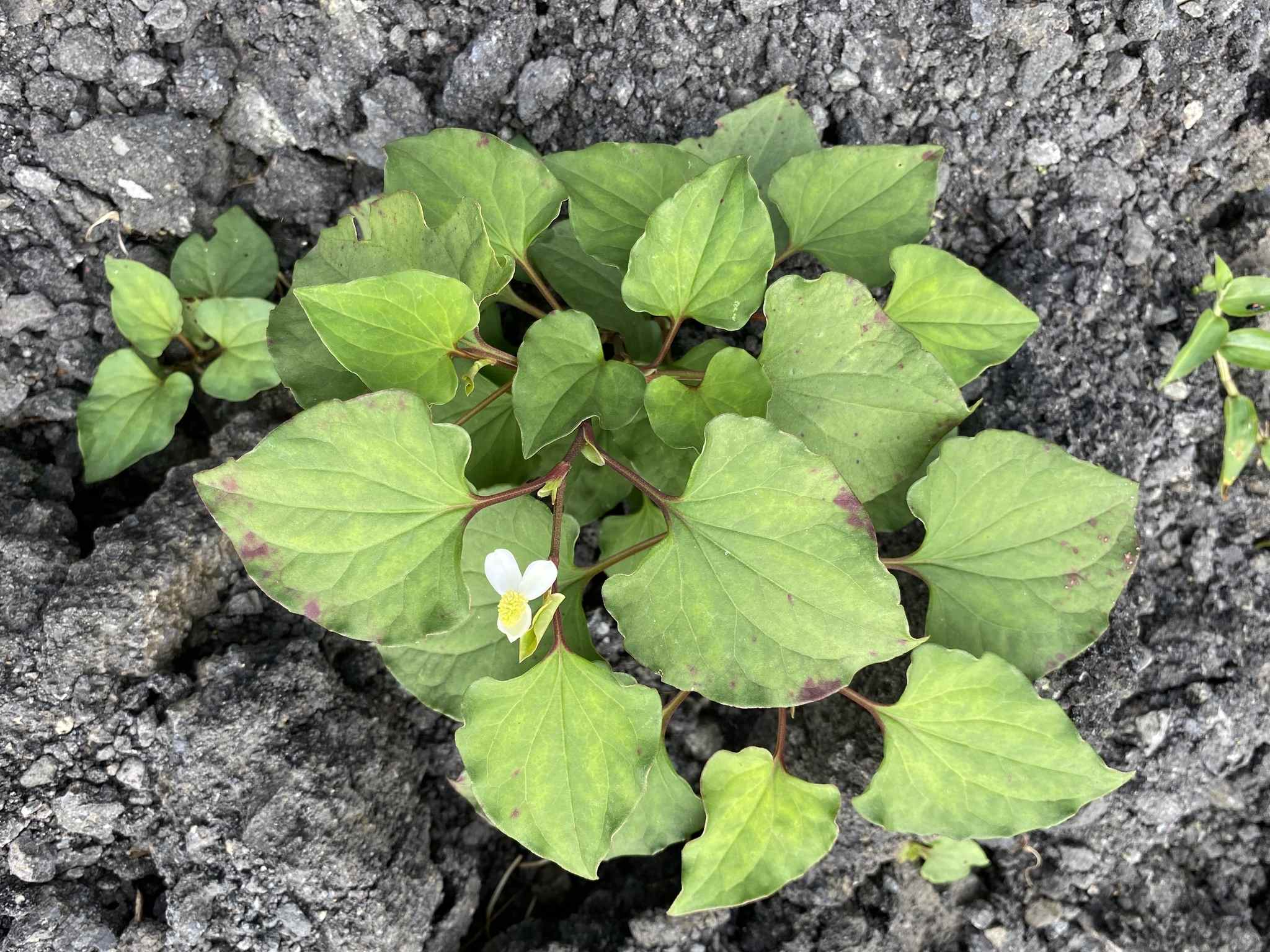 Houttuynia cordata