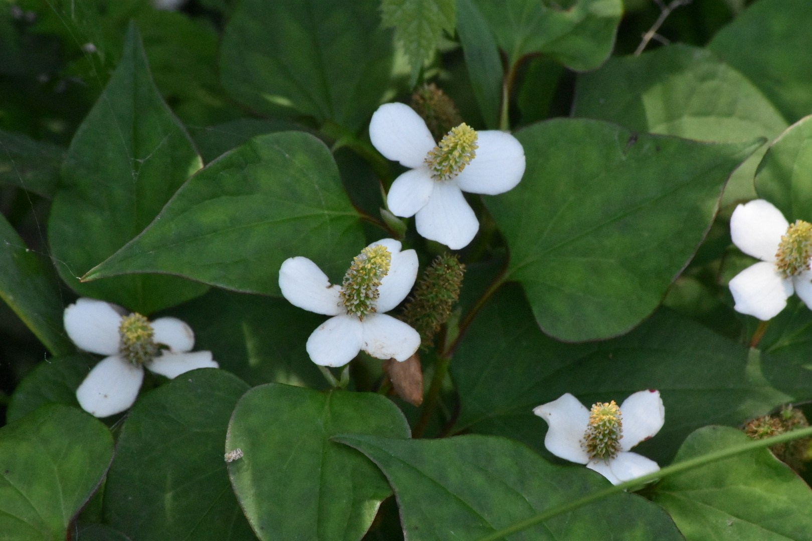 Houttuynia cordata