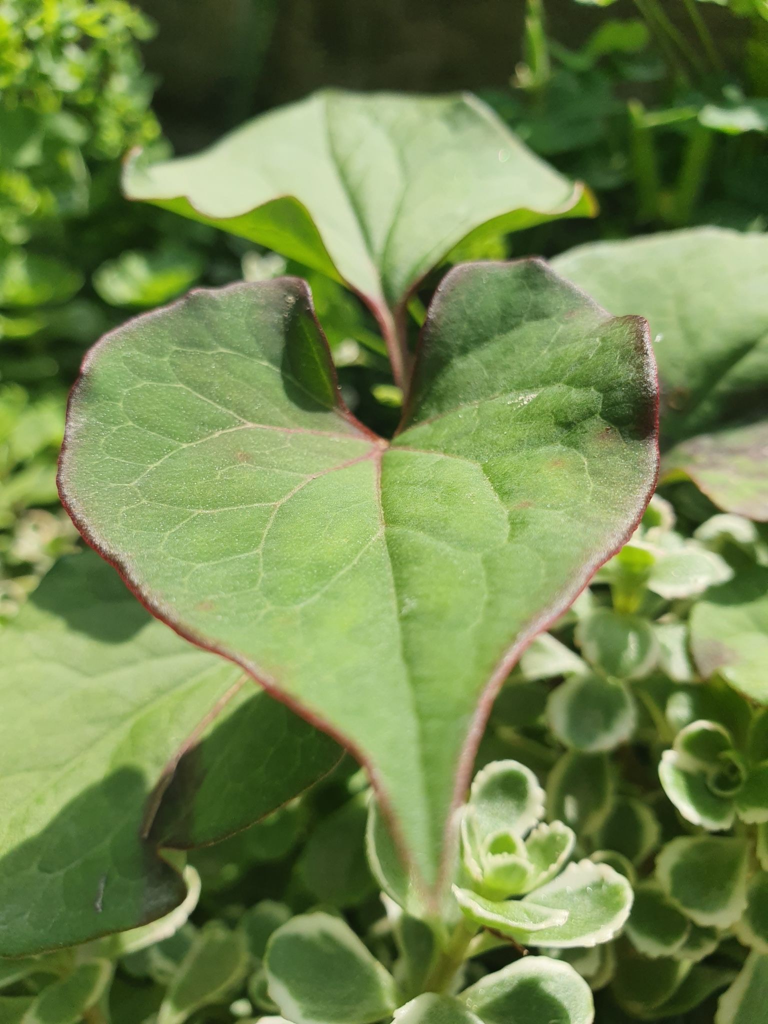 Houttuynia cordata