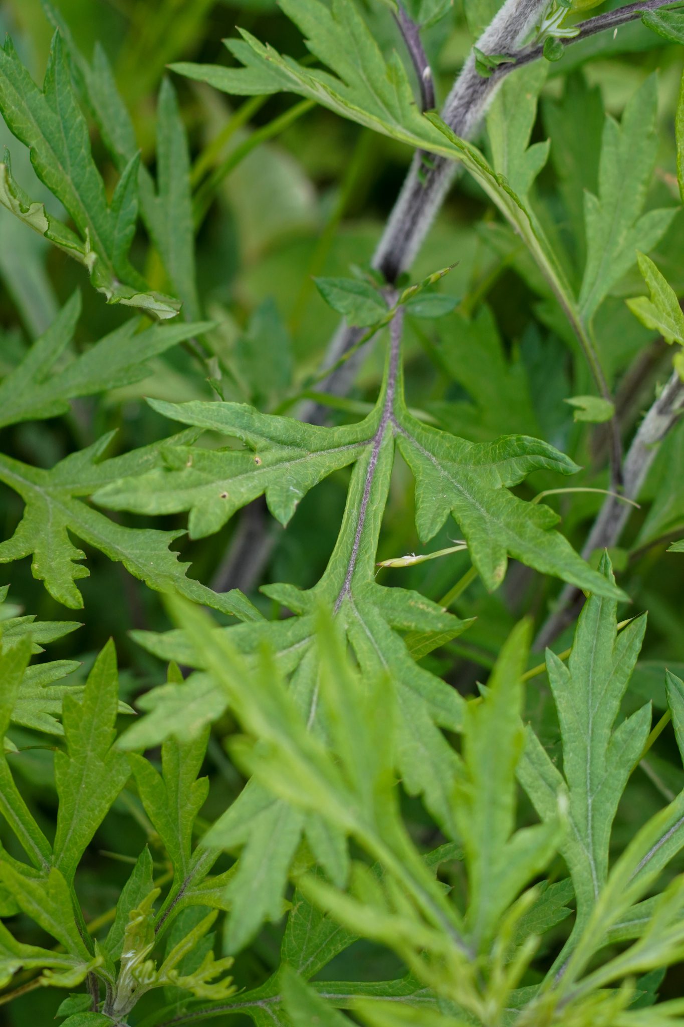 Artemisia princeps