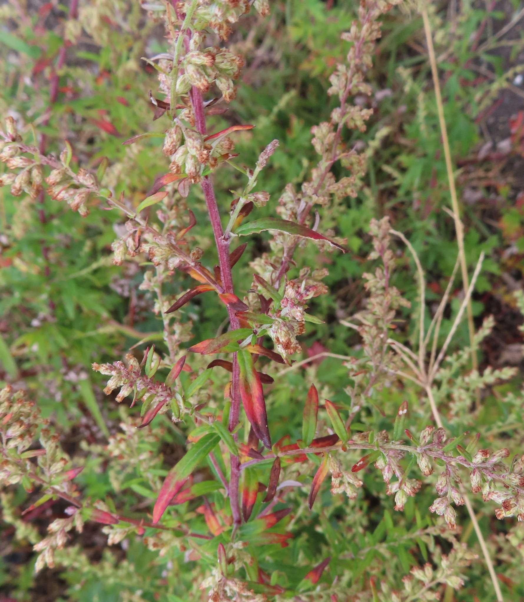Artemisia princeps