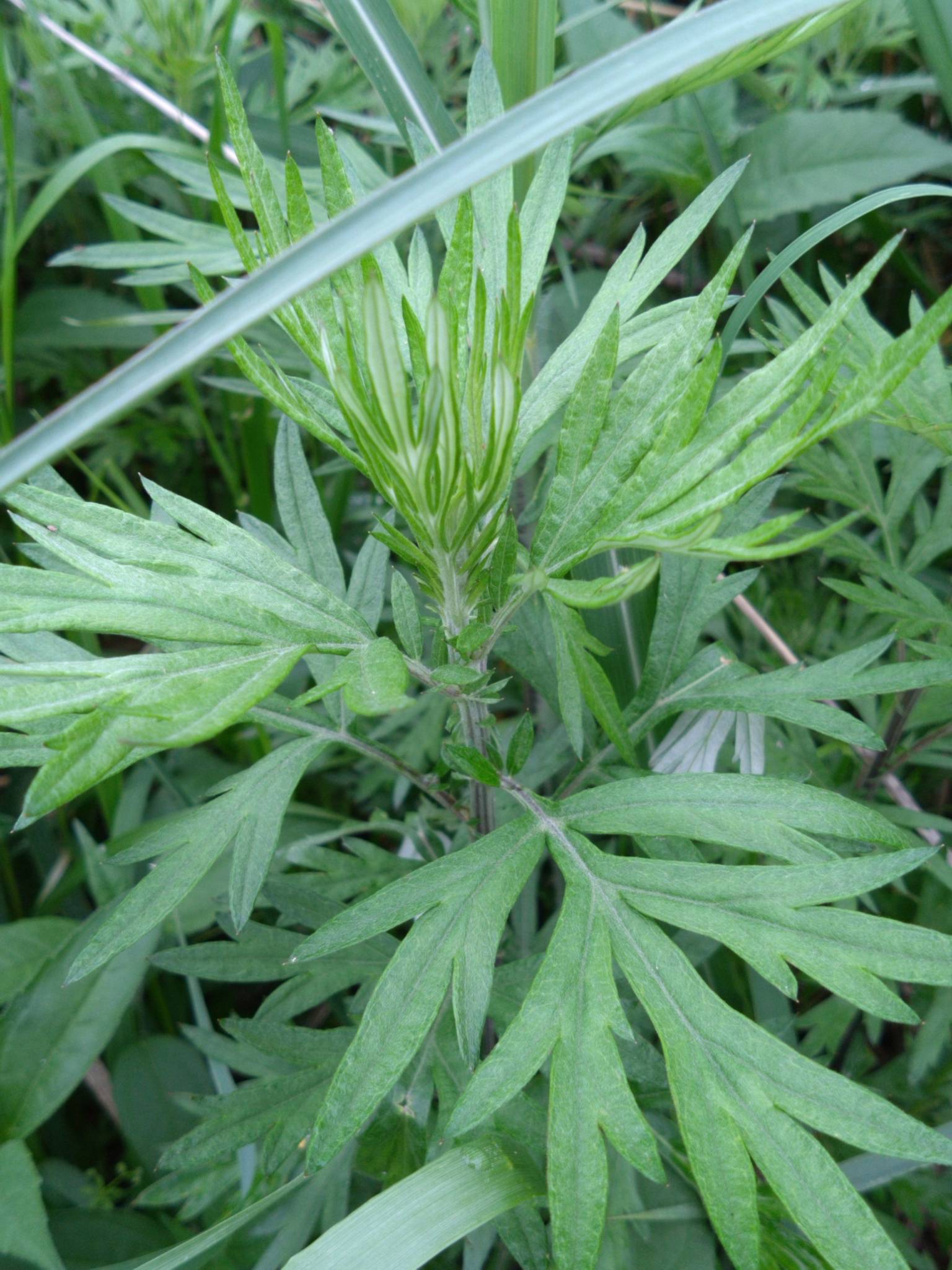 Artemisia princeps