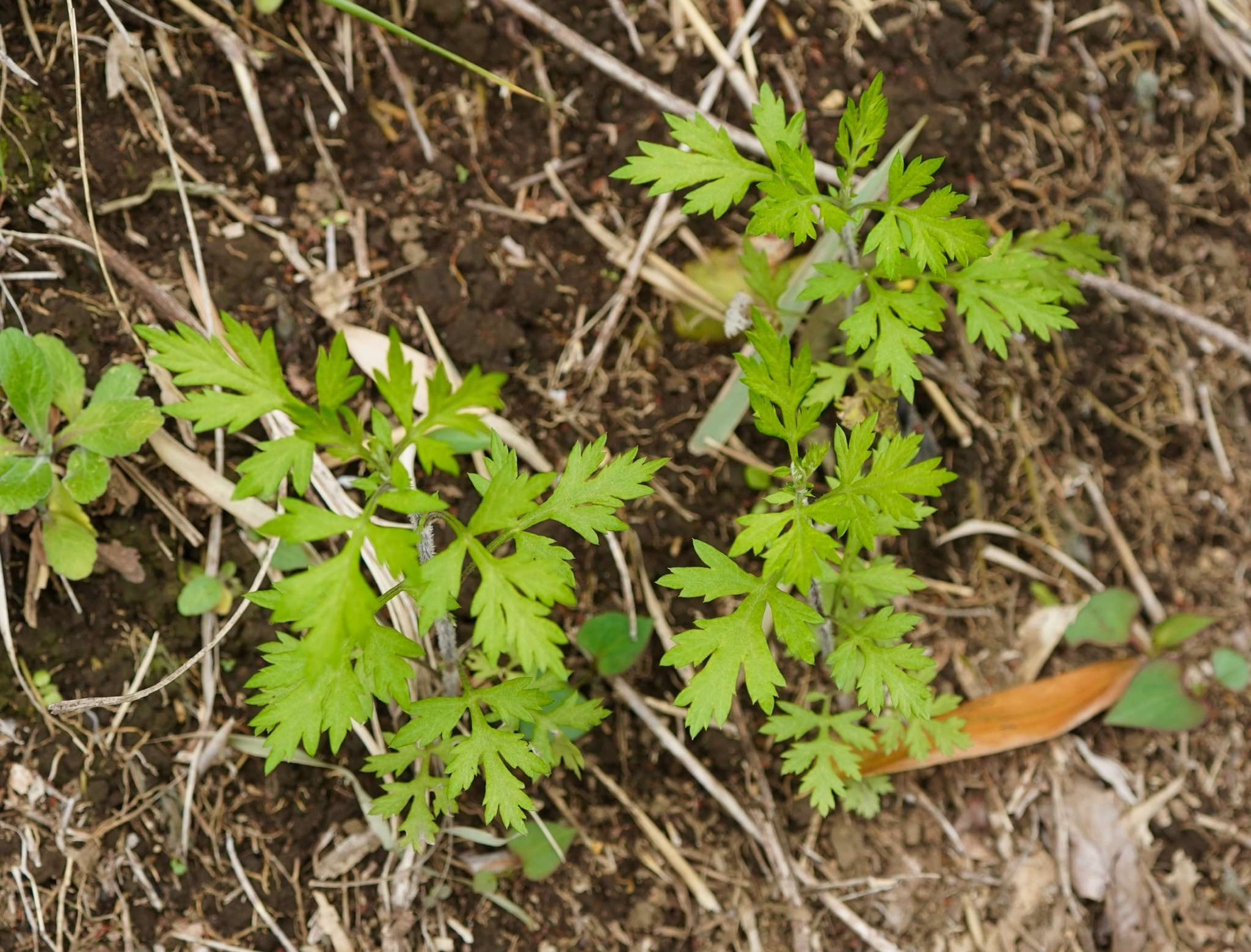 Artemisia princeps