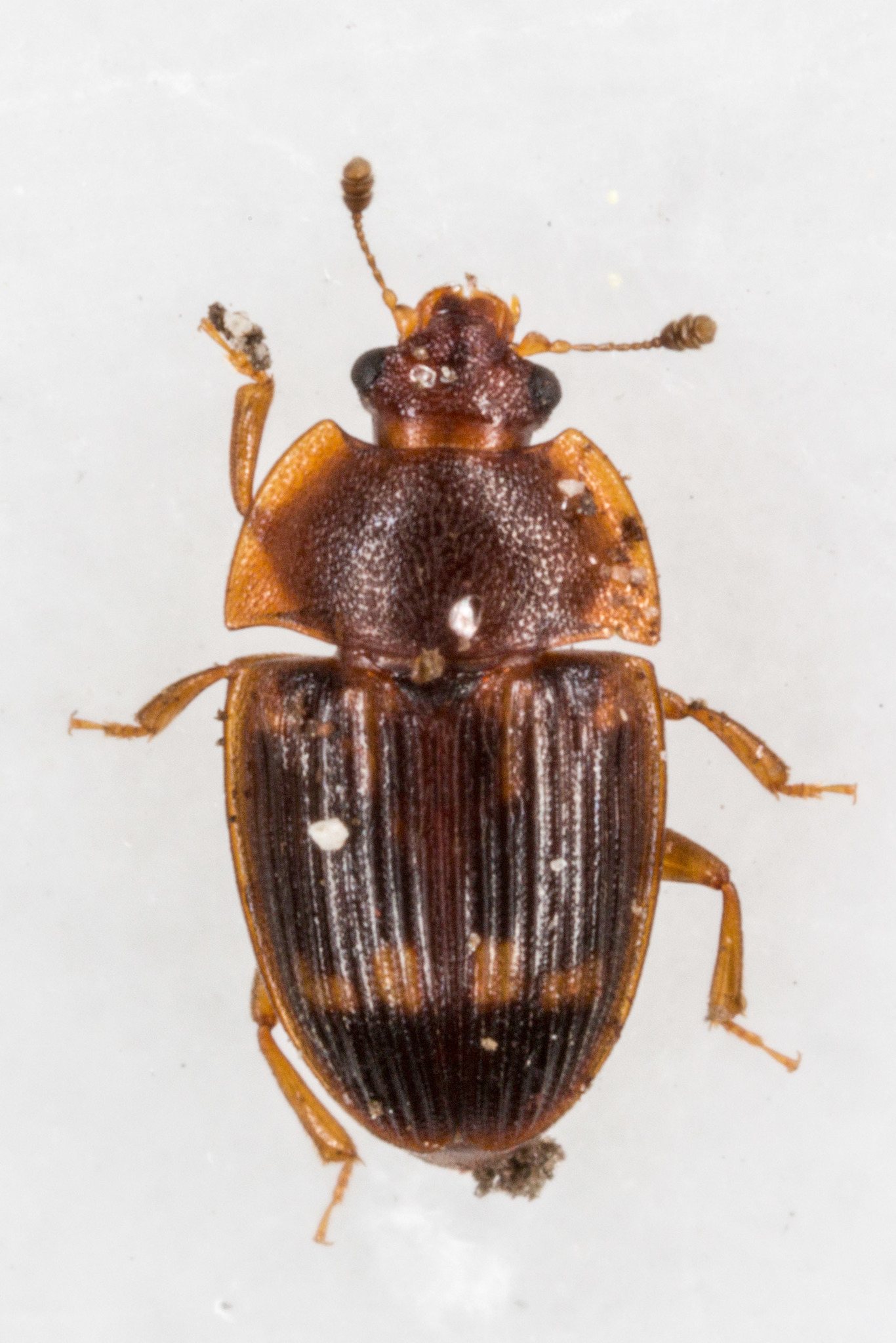 Stelidota geminata