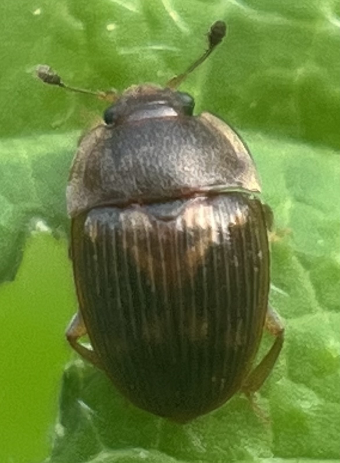 Stelidota geminata