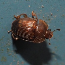 Stelidota geminata
