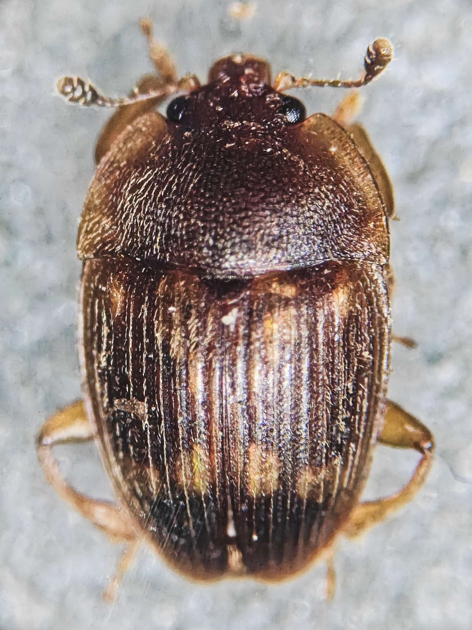 Stelidota geminata