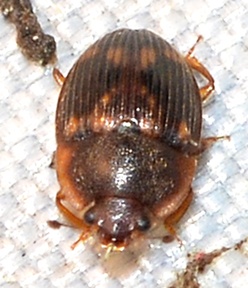 Stelidota geminata