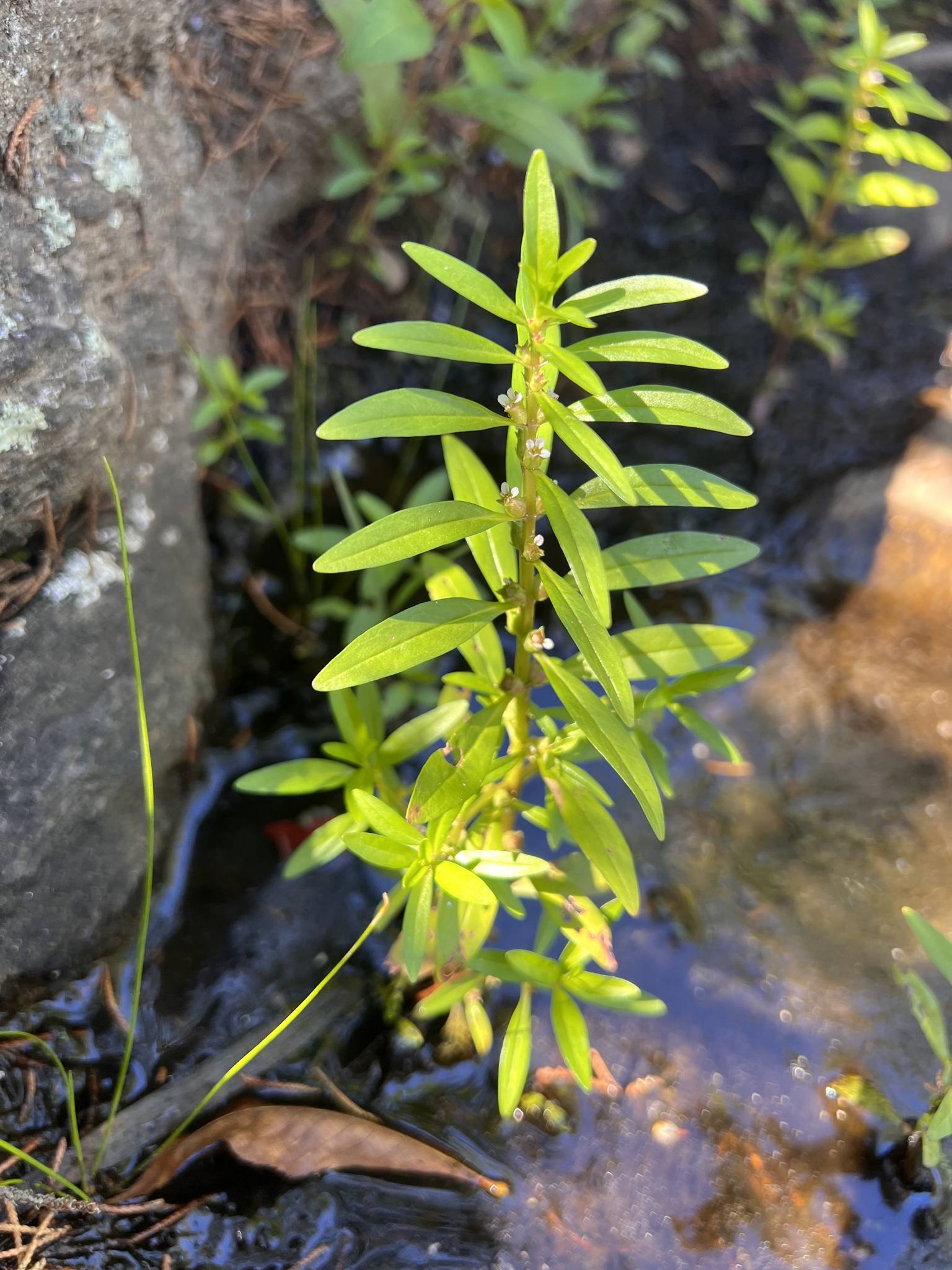 Rotala ramosior