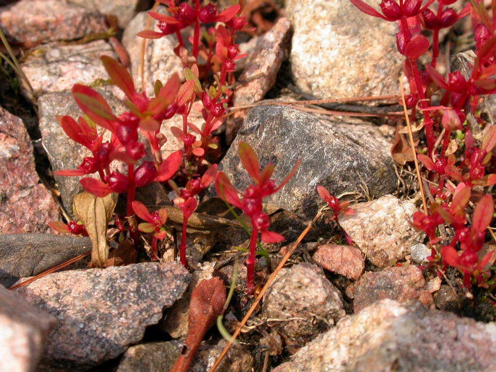 Rotala ramosior