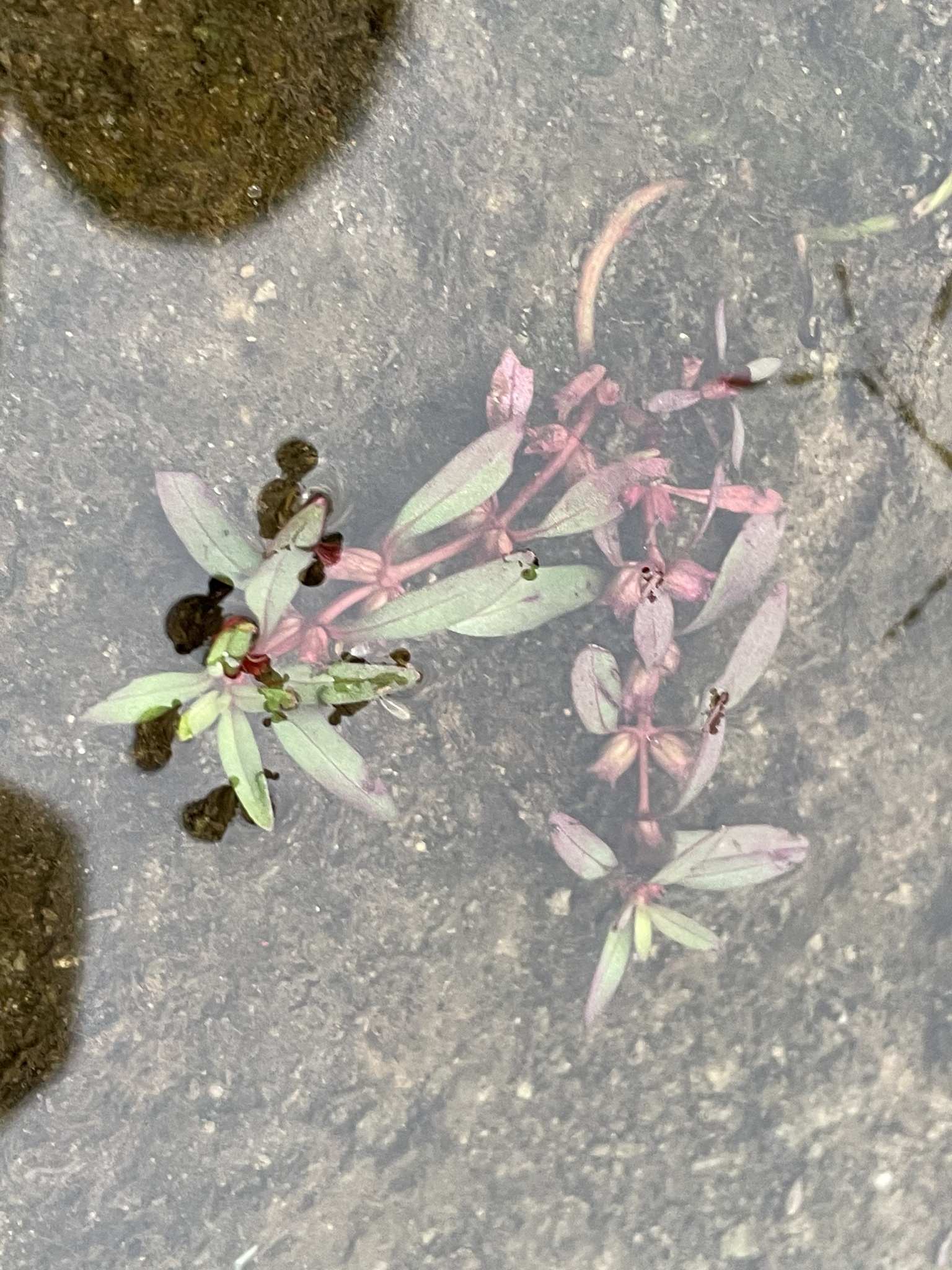 Rotala ramosior