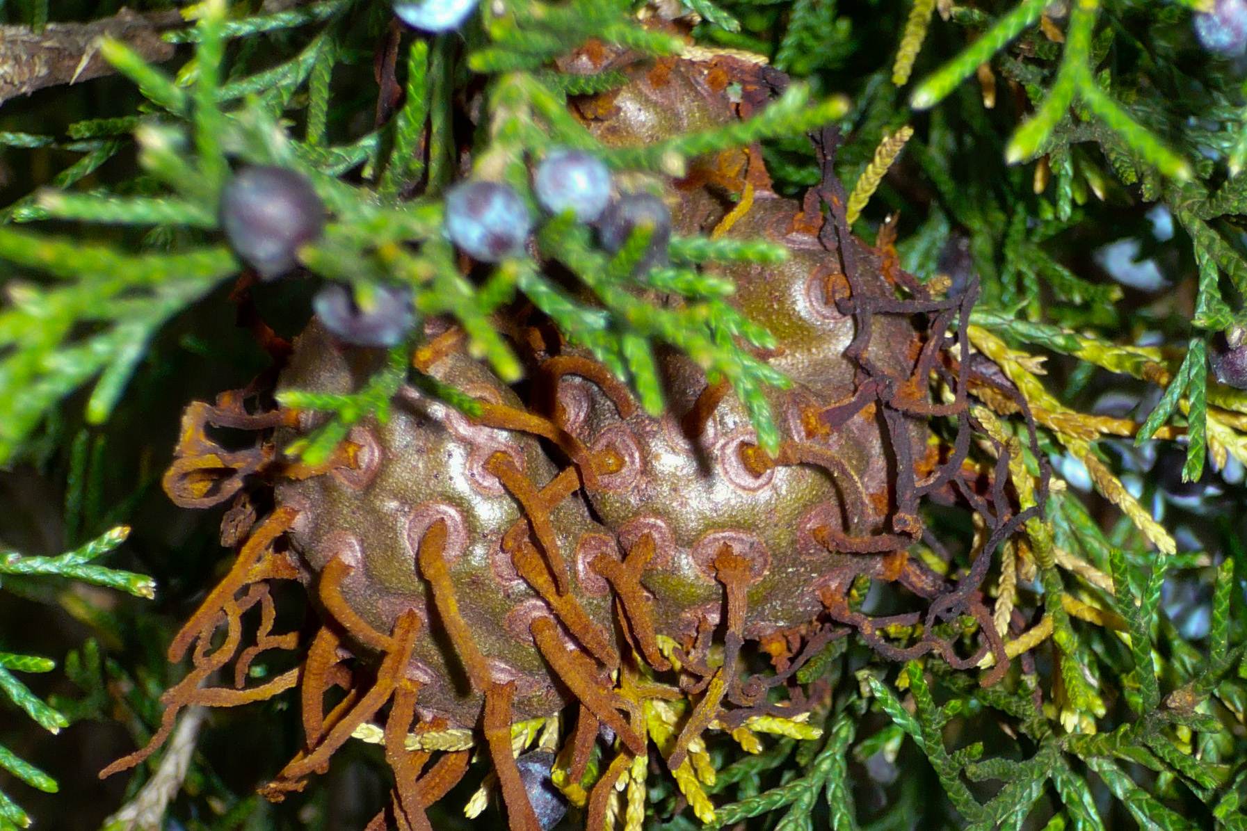 Gymnosporangium juniperi-virginianae