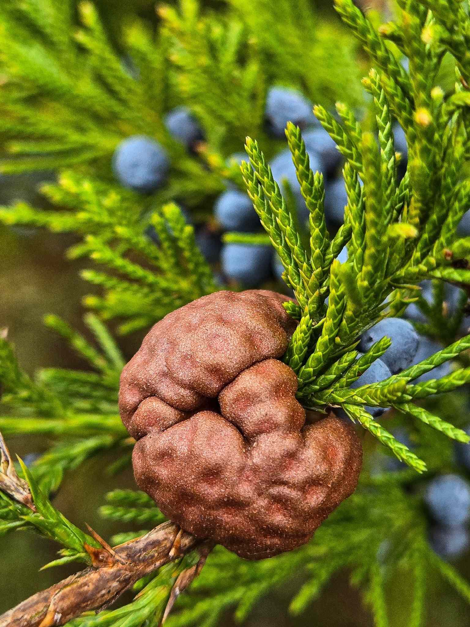 Gymnosporangium juniperi-virginianae
