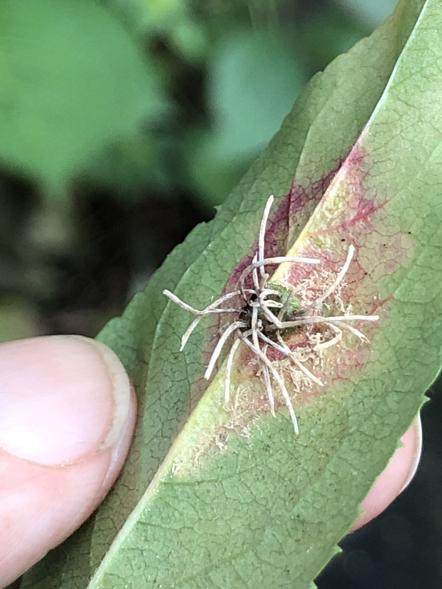 Gymnosporangium juniperi-virginianae