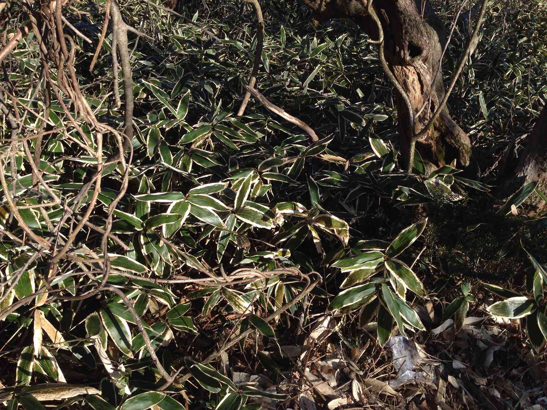 Sasa palmata