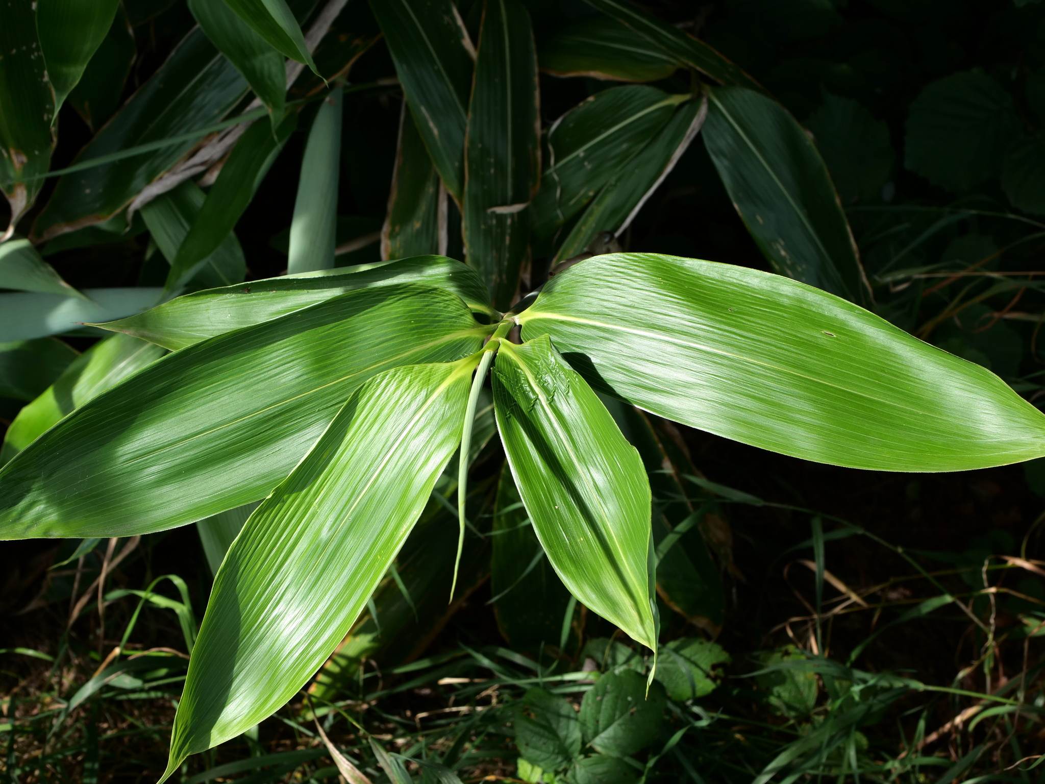 Sasa palmata