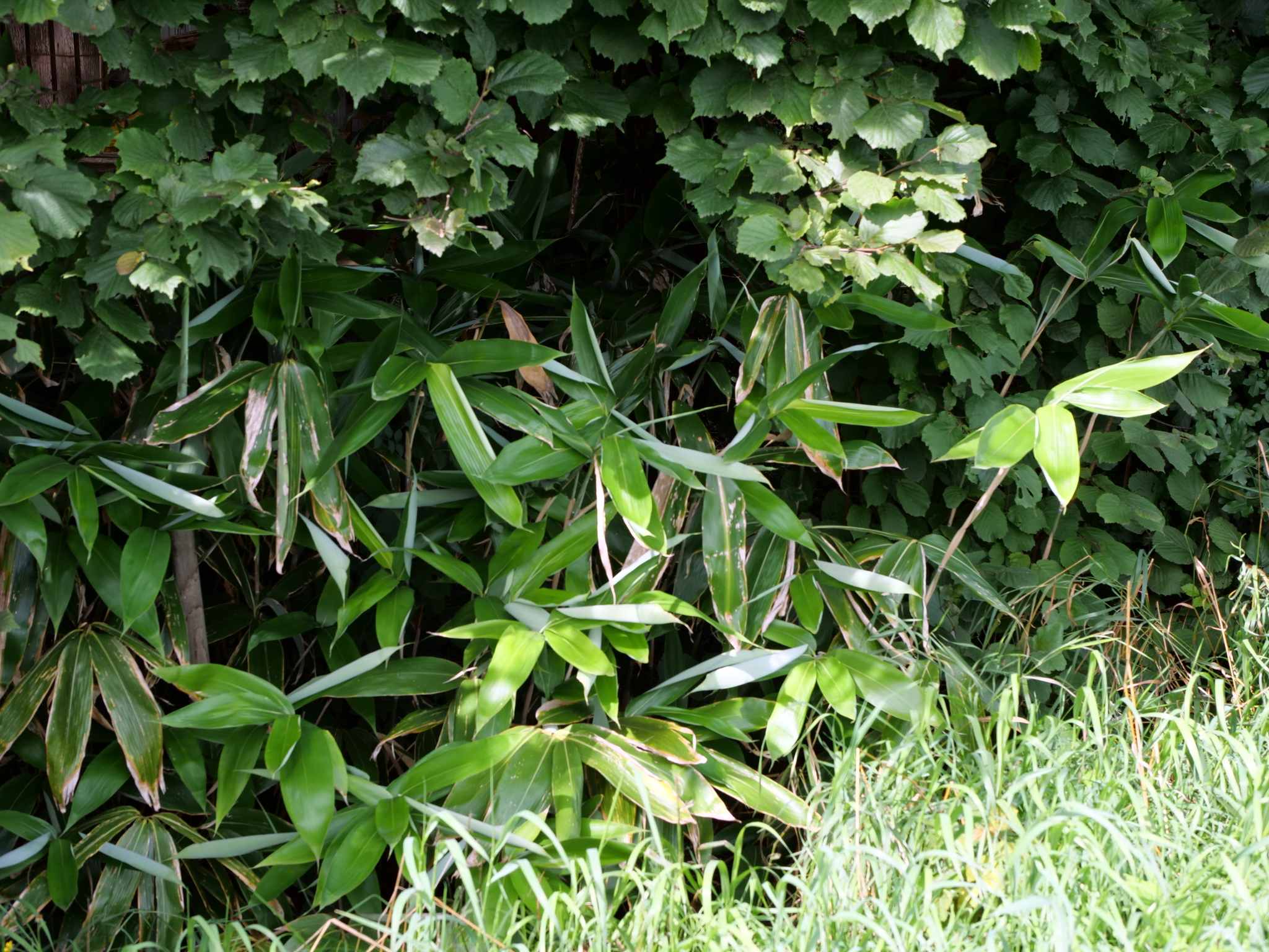 Sasa palmata