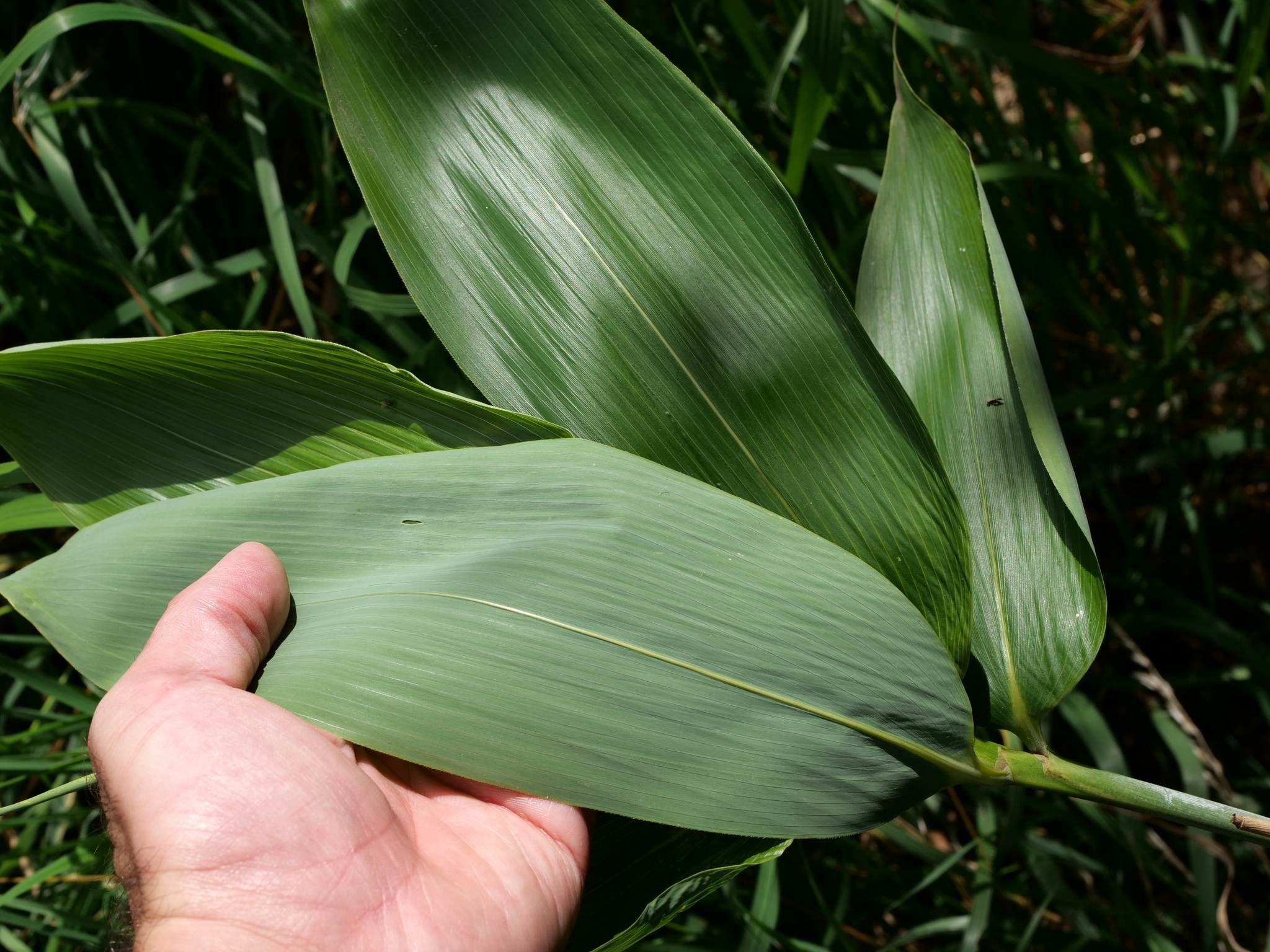 Sasa palmata