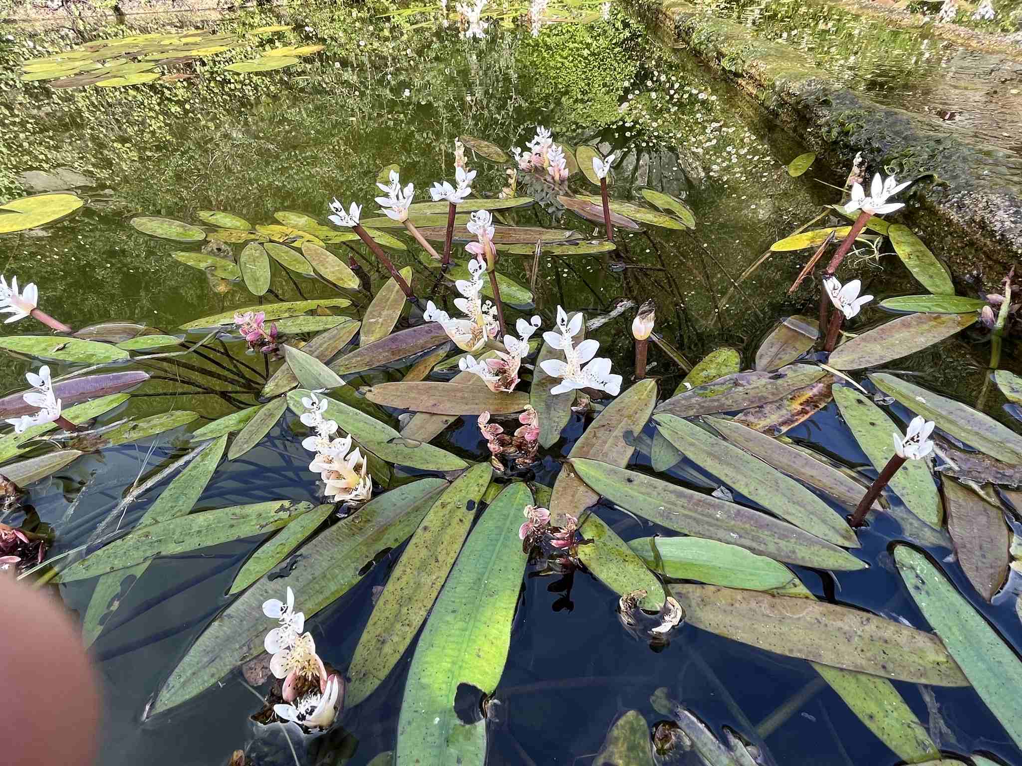 Aponogeton distachyos