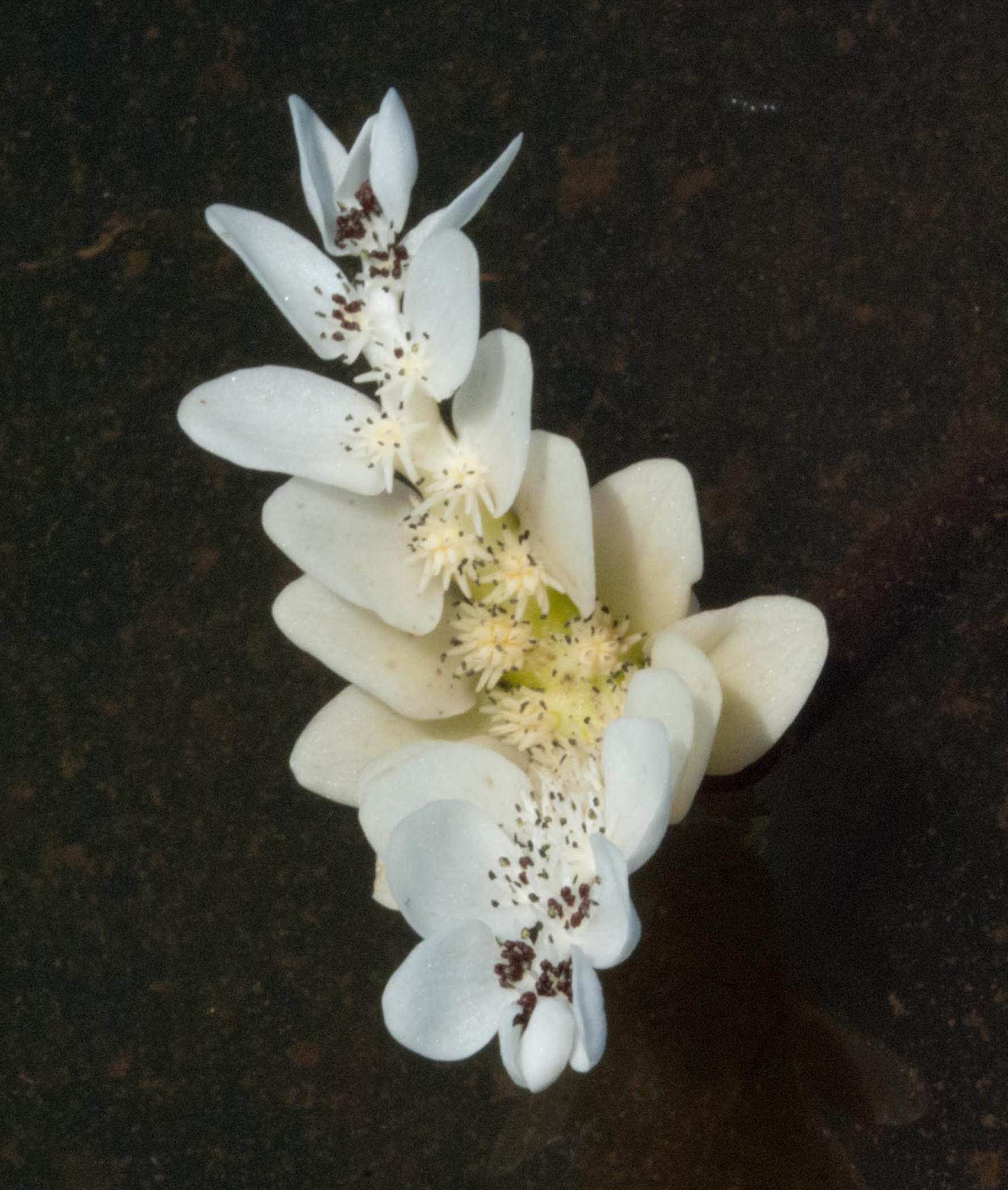 Aponogeton distachyos