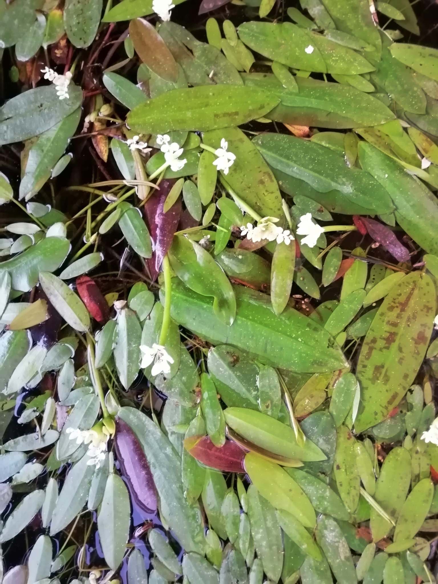 Aponogeton distachyos