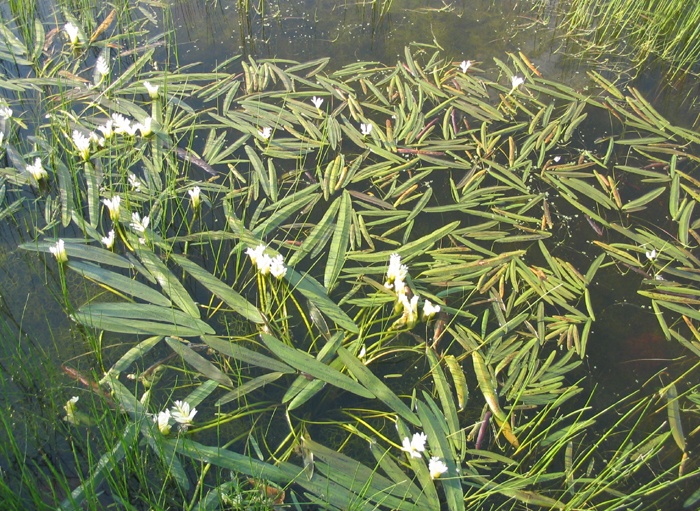 Aponogeton distachyos
