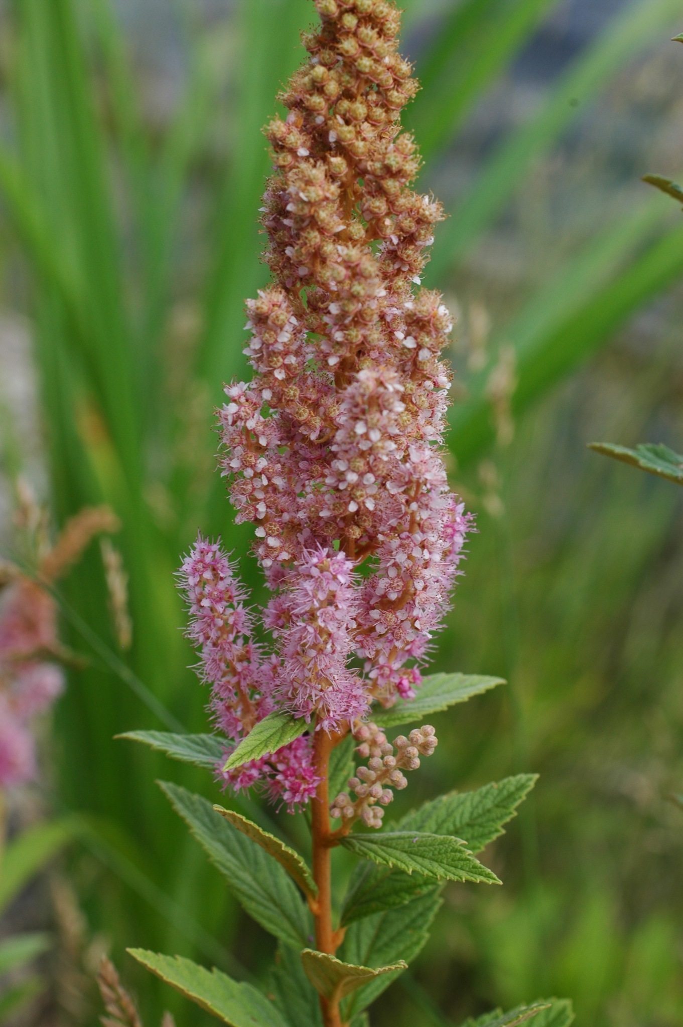 Spiraea tomentosa