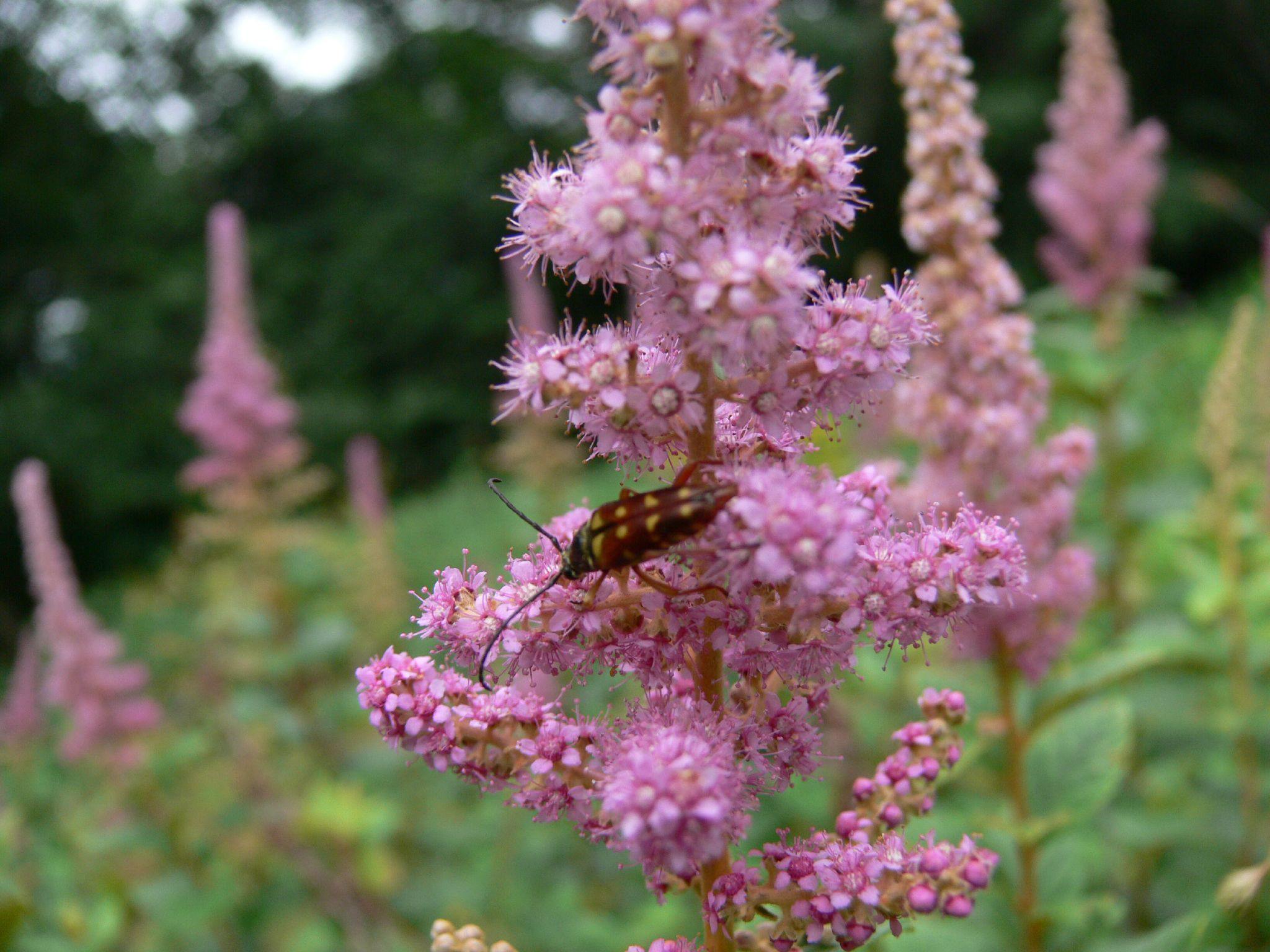 Spiraea tomentosa